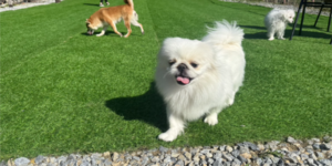 新着情報2026年2月5日｜一般社団法人SMILE