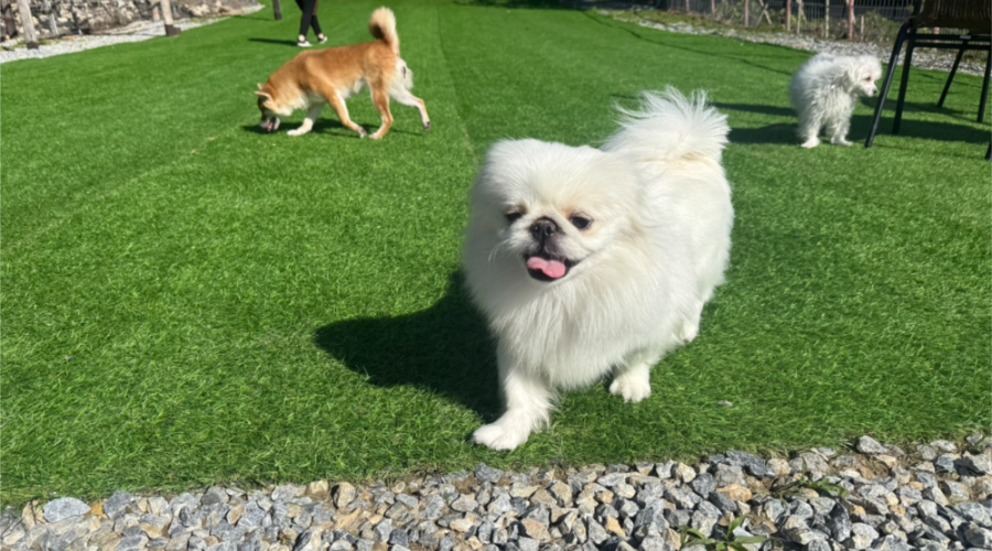 新着情報2026年2月5日｜一般社団法人SMILE